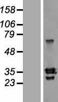SLAMF8 Protein (Over-Expression Lysate Myc-DDK (Flag))