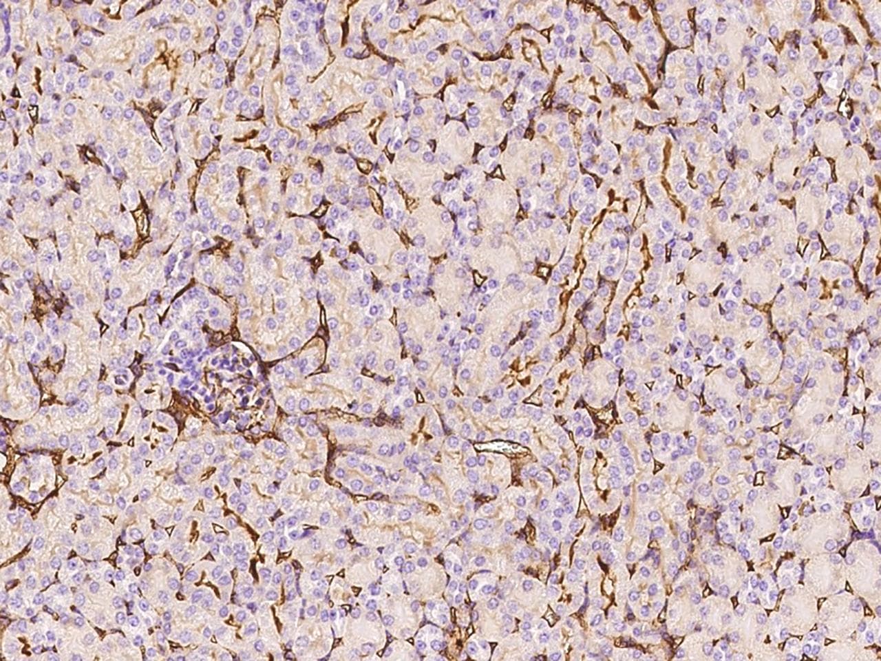 ICAM-1 / CD54 Antibody (Preservative Free)