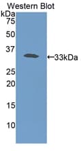 HP / Haptoglobin Antibody (aa70-332, APC)