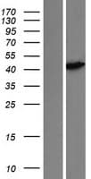 PNMA2 / MA2 Protein (Over-Expression Lysate Myc-DDK (Flag))