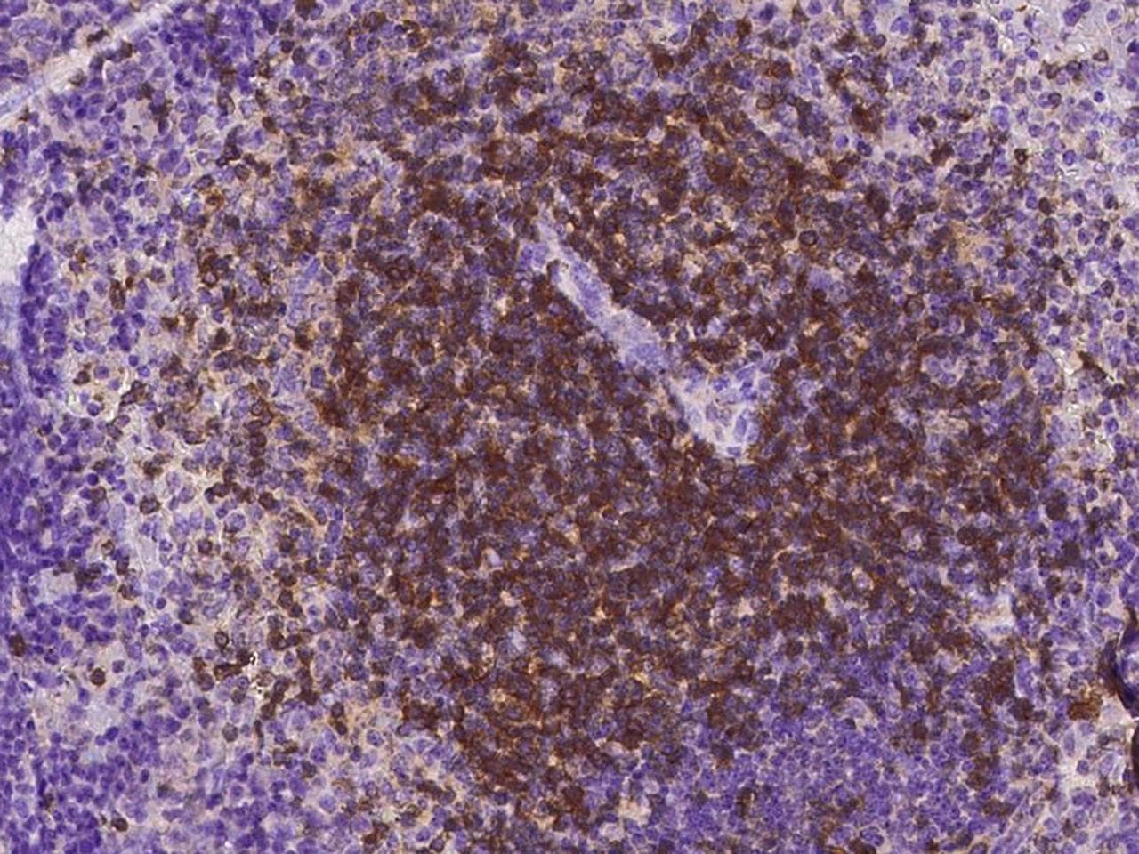 Monoclonal Rabbit anti-Mouse CD27 Antibody (clone 618, Preservative Free, IHC)