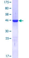 Human CTCF Protein (Recombinant GST, N-terminus)