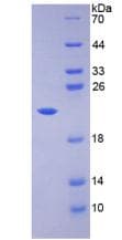 Mouse CASP3 / Caspase 3 Protein (Recombinant His-T7)