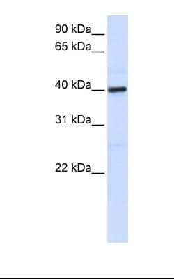 MOSC1 Antibody (aa254-303)