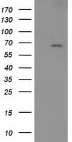 SH2B3 / LNK Antibody (clone OTI2D8)