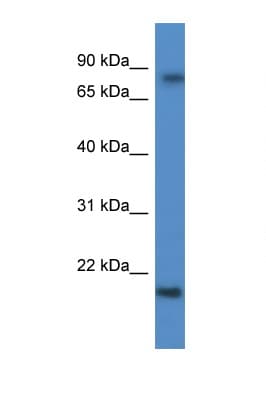 KRTAP1-5 Antibody (aa93-142)