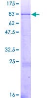 Human GNT-III / MGAT3 Protein (Recombinant GST)