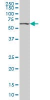 HNF4A / HNF4 Antibody (clone 4E2)