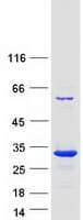 Human PMF1 Protein (Recombinant Myc-DDK (Flag))