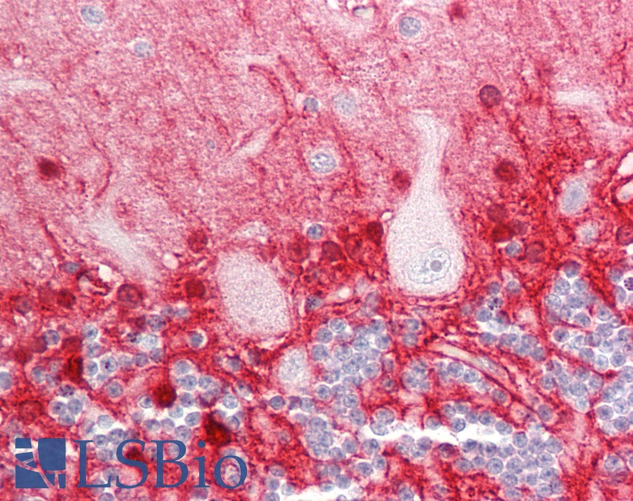 PathPlus™ GLUL / Glutamine Synthetase Antibody (aa301-350)