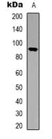 Polyclonal Rabbit anti-Human STAT5 A+B Antibody (C-Terminus, IHC, WB)
