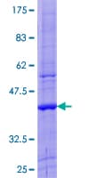 Human ZNF544 Protein (Recombinant GST)