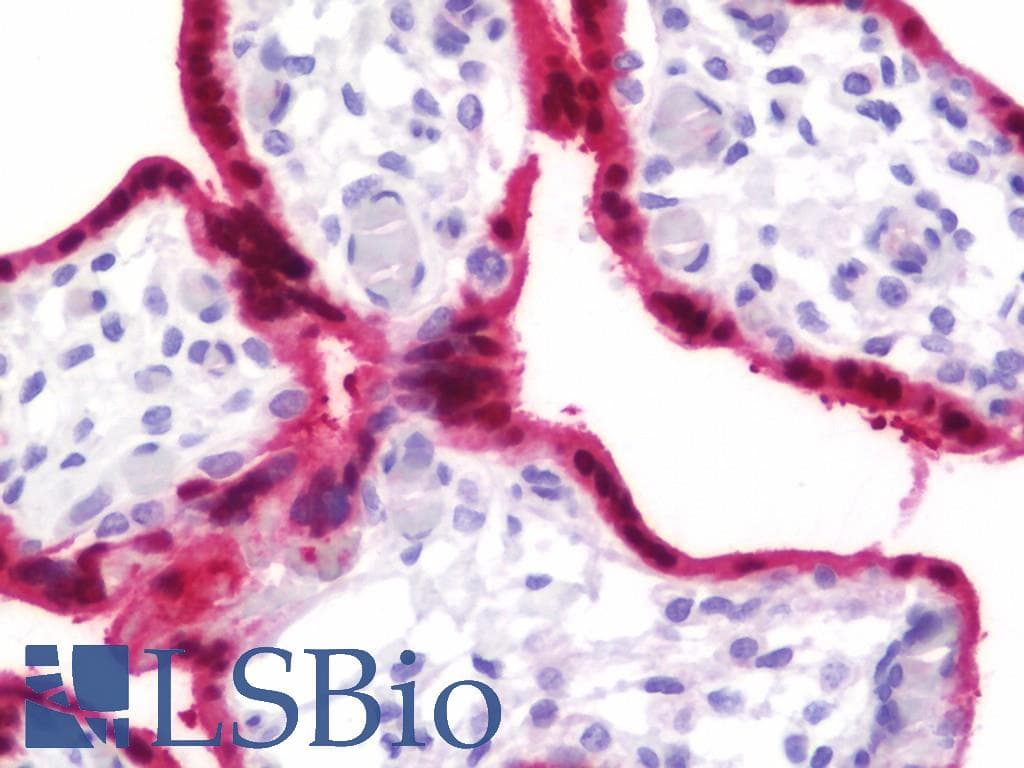 IHC-plus™ BPGM Antibody (aa1-246)