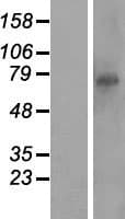 RTP5 / CXXC11 Protein (Over-Expression Lysate Myc-DDK (Flag))