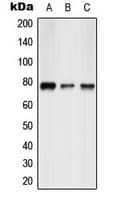 CREBL1 / ATF6B Antibody (Internal)