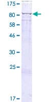 Human GUF1 Protein (Recombinant GST)