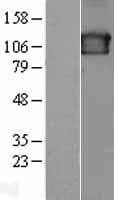 SEC23IP / p125 Protein (Over-Expression Lysate Myc-DDK (Flag))