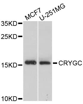 CRYGC / CCL Antibody