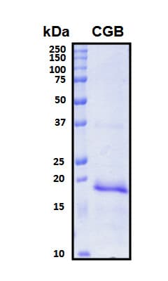 Human CGB / hCG Beta Protein (Recombinant His, N-Terminal)