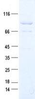 Human VWA5A Protein (Recombinant DDK,C-terminus)