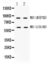 ADAM28 Antibody