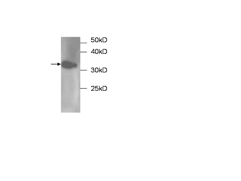 MRLC2 / MYL12B Antibody