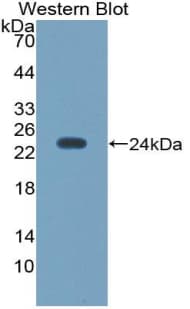 NOS3 / eNOS Antibody (aa522-705, Biotin)