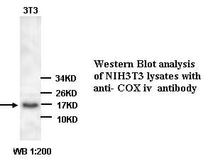 Polyclonal Rabbit anti-Human COXIV / COX4 Antibody (N-Terminus, WB)