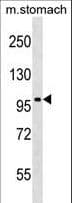 Polyclonal Rabbit anti-Mouse TAOK3 / JIK Antibody (aa257-284, WB)