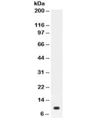Polyclonal Rabbit anti-Mouse PRL / Prolactin Antibody (WB)