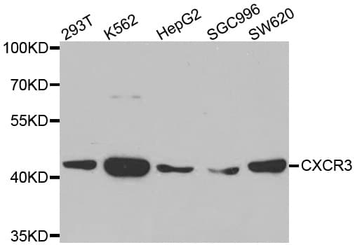 CXCR3 Antibody (aa289-368)