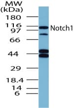 Polyclonal Rabbit anti-Human NOTCH1 Antibody (aa1755-1767, WB)
