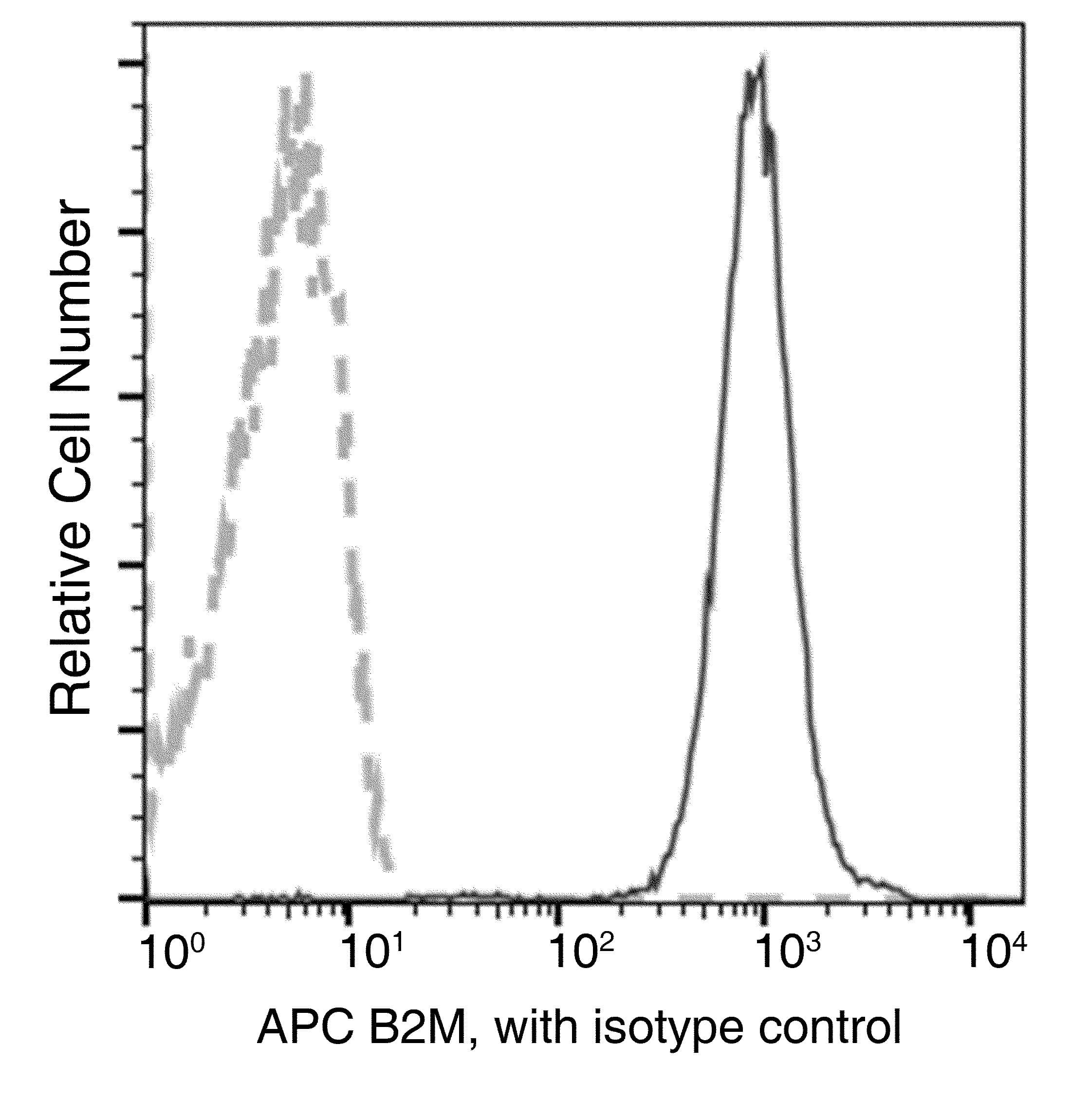 B2M / Beta 2 Microglobulin Antibody (clone 35, APC)