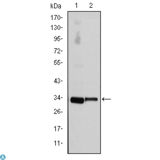 CCND3 / Cyclin D3 Antibody