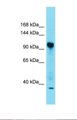FAM91A1 Antibody (N-Terminus)