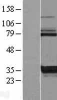 KCTD17 Protein (Over-Expression Lysate Myc-DDK (Flag))