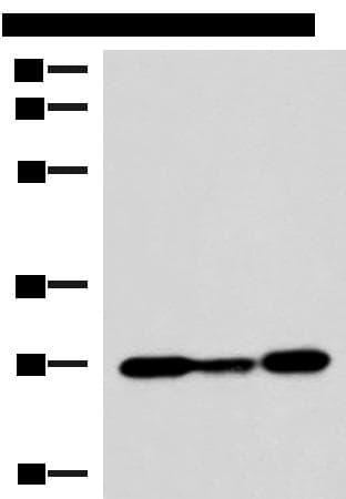 VEGFA / VEGF Antibody