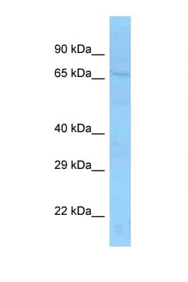 Polyclonal Rabbit anti-Mouse SLU7 / 9G8 Antibody (aa202-251, WB)