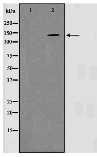 EGFR Antibody