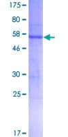 Human ATP1B3 Protein (Recombinant GST)