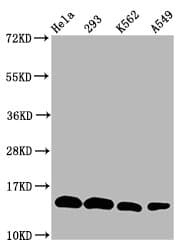 HIST1H2BN Antibody