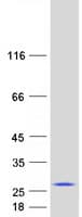 Human CBX3 / HP1 Gamma Protein (Recombinant Myc-DDK (Flag))