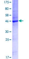 Human TMEM179 Protein (Recombinant GST)