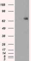 Monoclonal Mouse anti-Human CYPOR / POR Antibody (clone OTI1B11, IHC, IF, WB)