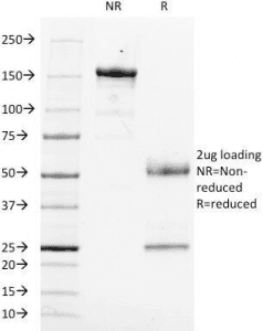 CD14 Antibody (clone LPSR/553)