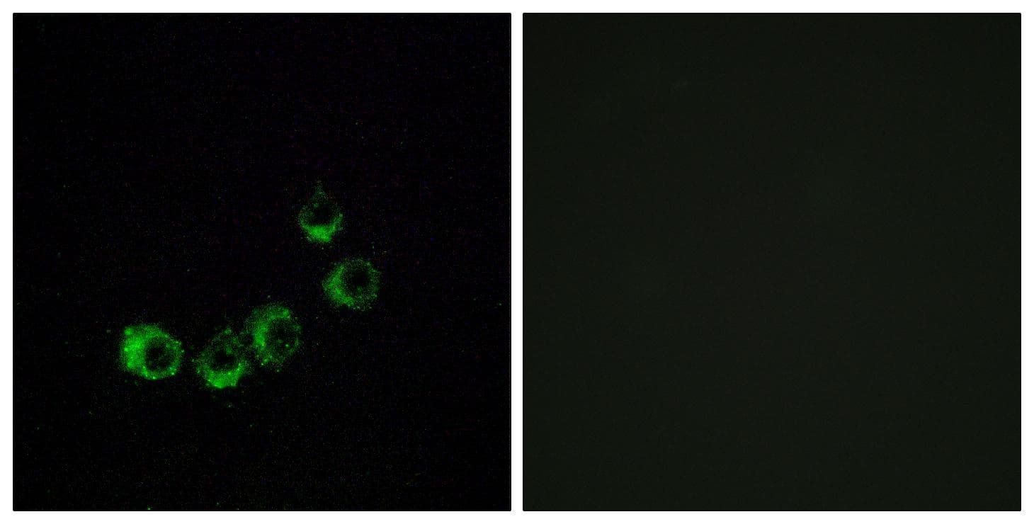 Polyclonal Rabbit anti-Human OR10A5 Antibody (IF)