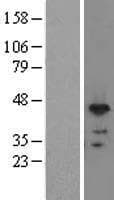 SR Protein / RNPS1 (Over-Expression Lysate Myc-DDK (Flag))