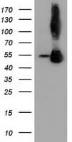 SQSTM1 Antibody (clone OTI1E9, Carrier-free)