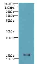 ISA2 / ISCA2 Antibody