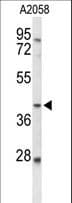 Polyclonal Rabbit anti-Human FUT3 Antibody (aa288-315, WB)
